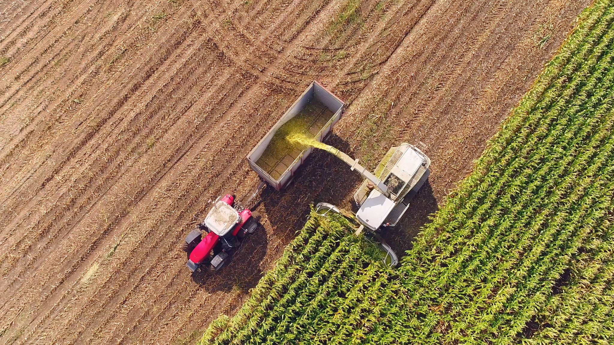 Farm machines harvesting corn in Autumn, aerial view